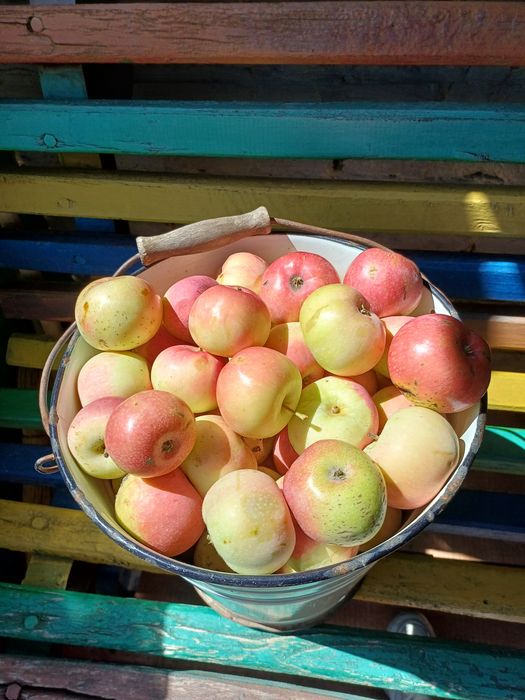 Яблоки мельба продам