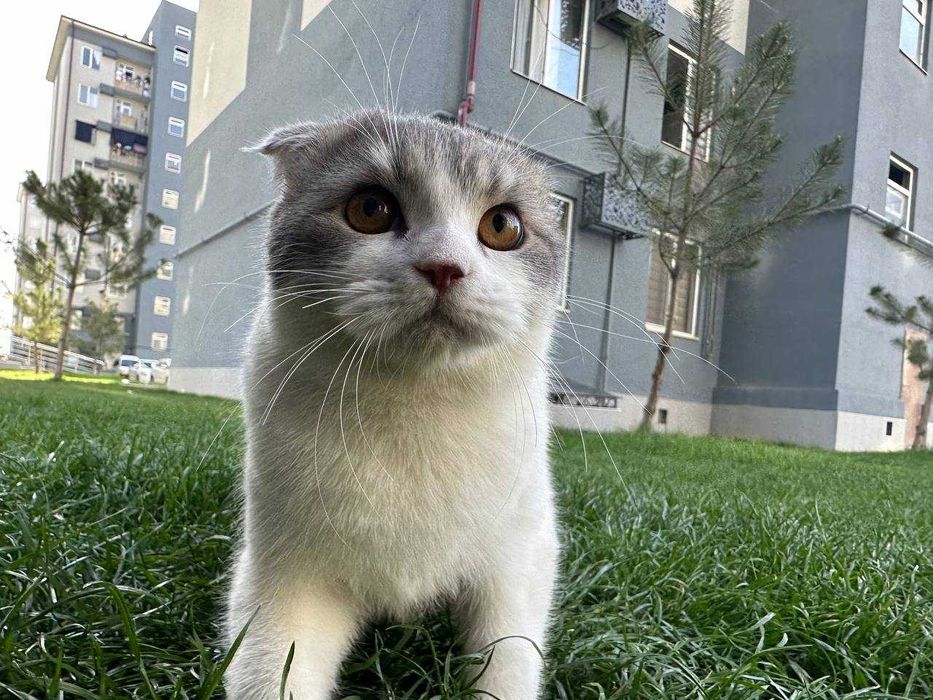 Mushuk, Scottish Fold