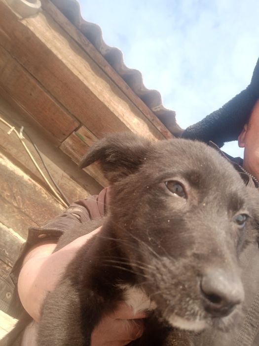 Отдам щенков дворняги.