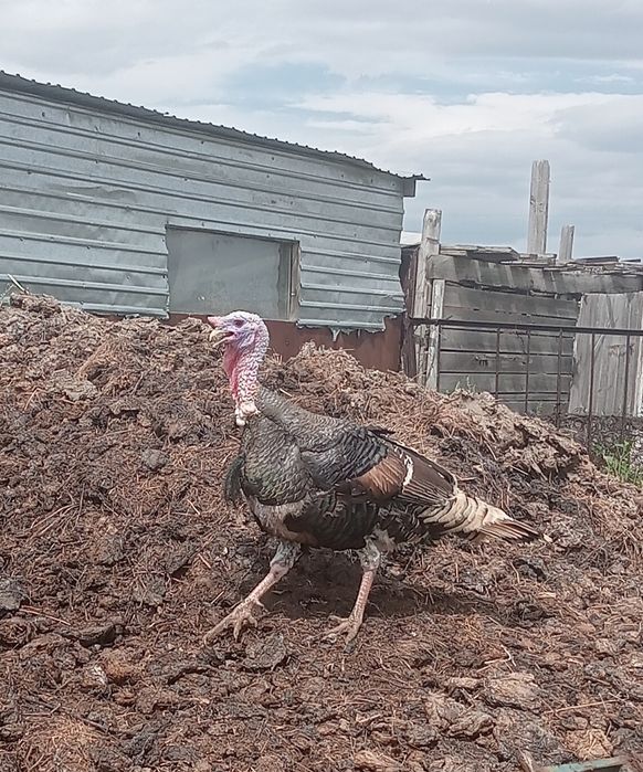 Продам индюшку индюка