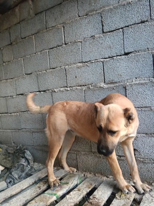 Сука алабай продается