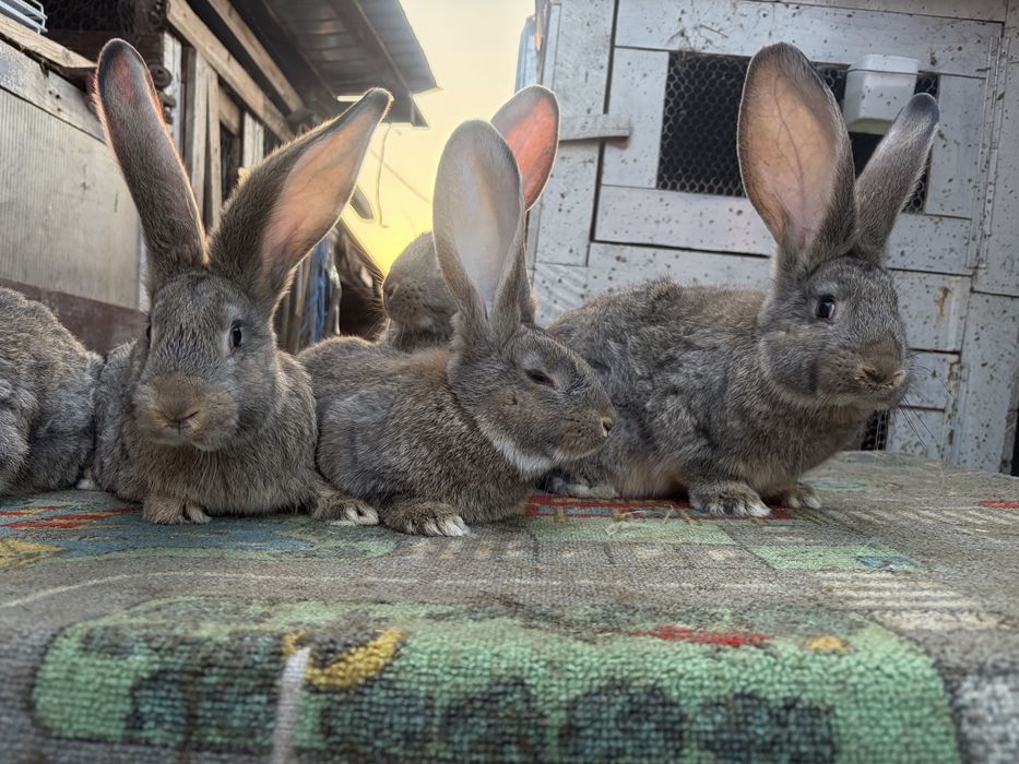 Vand iepuri uriasi gri german