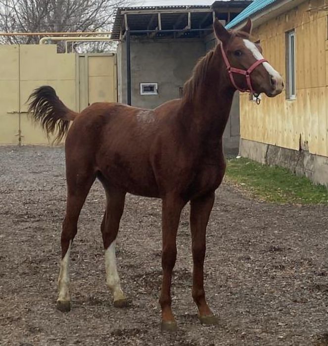 Продам  Айгыр Жеребчик Лошадь Тай