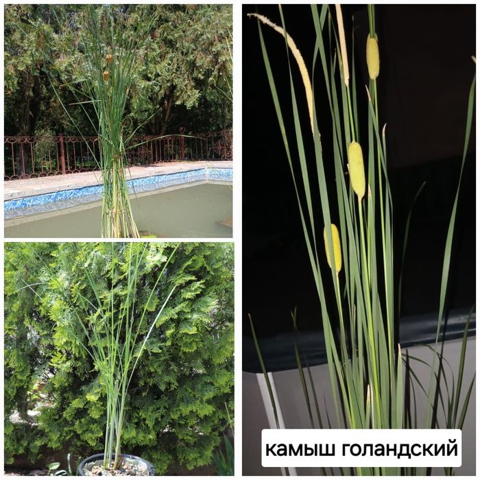 Продам растения для пруда