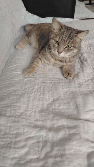 Кушік , мысық, марғаулар бар тегін