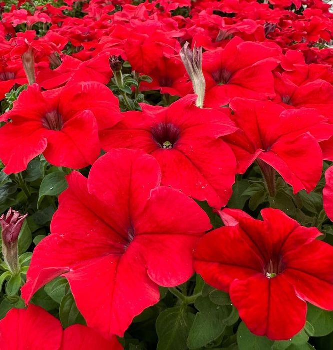 Петуния бархатцы цветы