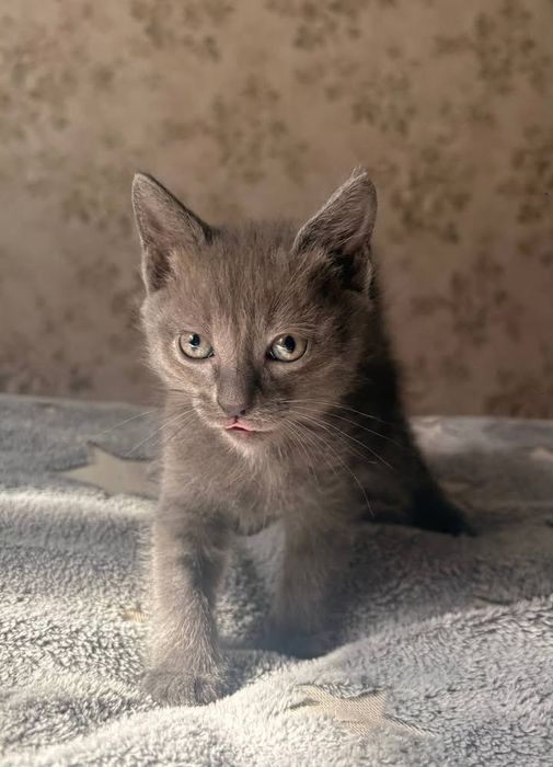 отдам котят в хорошие руки