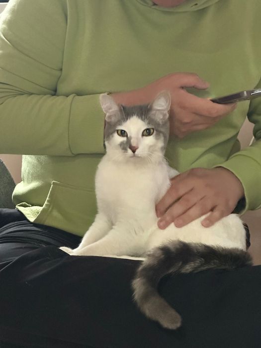 Пристраивается кошечка