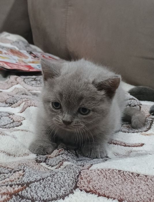 Мъжко коте Британска синя късокосместа