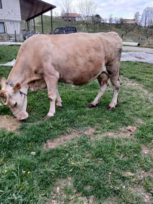 Vând vaca de 10 ani