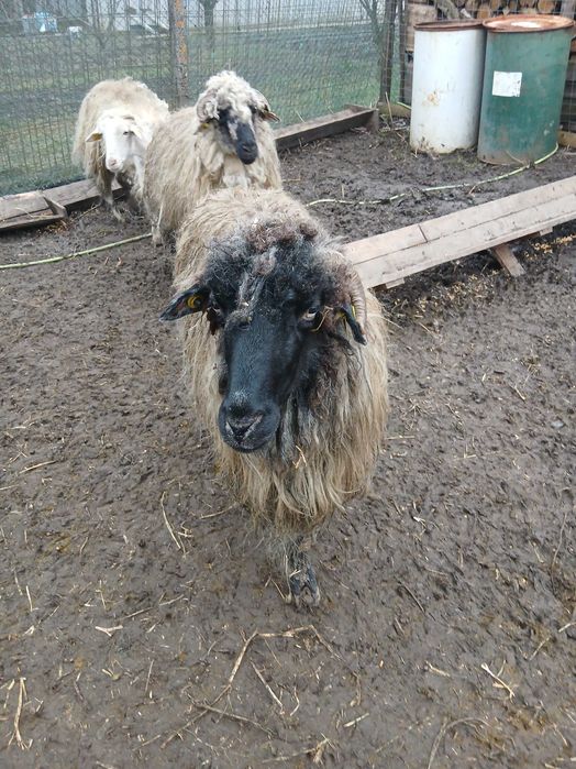 Oi de vanzare , sibiu