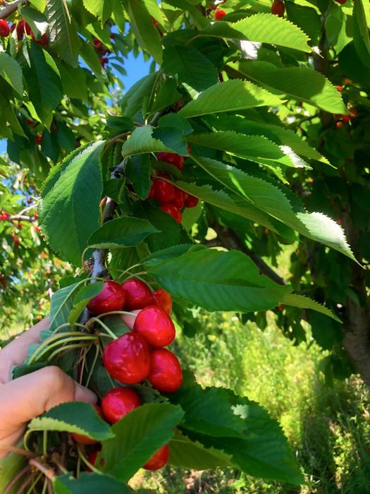 Cireșe bio gustoase