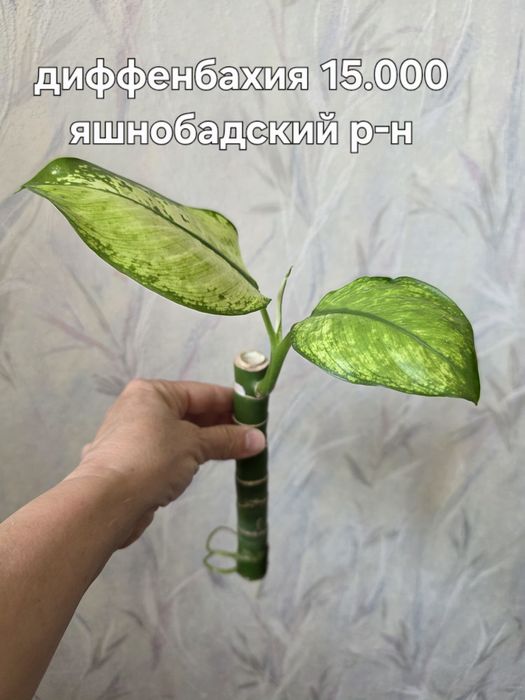 Продаю разные комнатные растения.