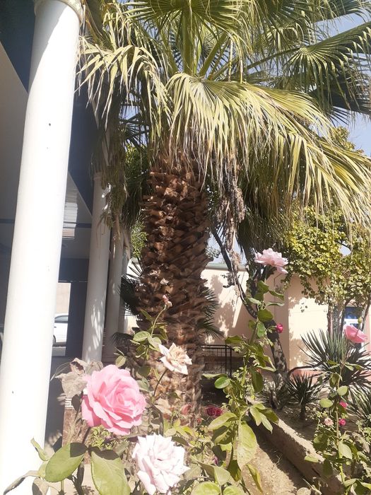 "Вашингтон" палмасининг уруги сотилади