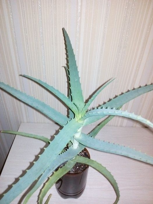Продам цветок алоэ