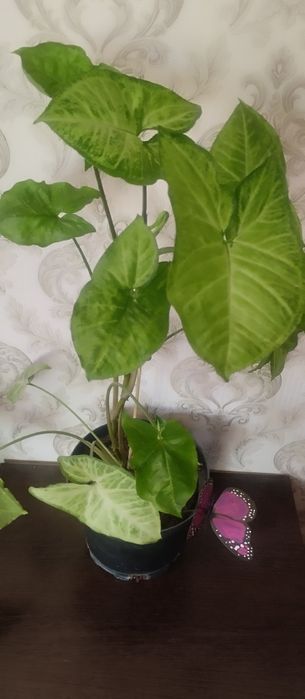 Продам комнатные цветы