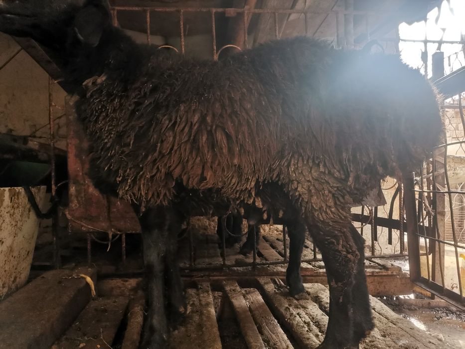 Кучкорлар сотилади