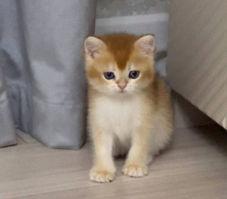На продаже золотая шиншилла
