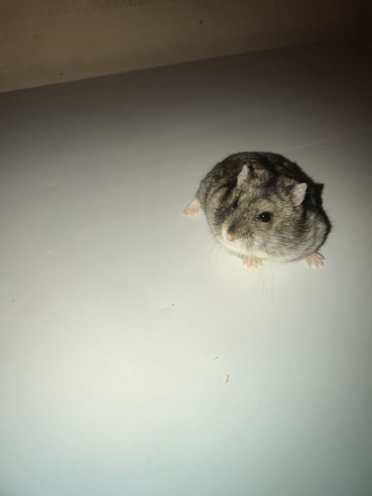 Hamsteri pitici(foarte blanzi)
