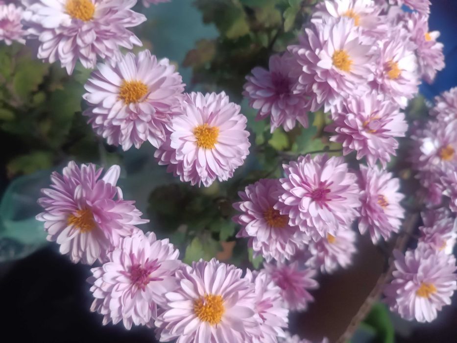 Саженцы Хризантемы