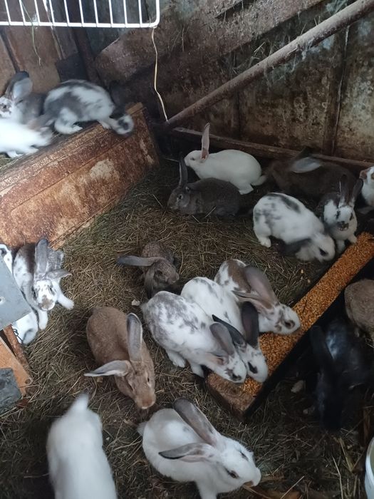 Iepuri pui și  adulti