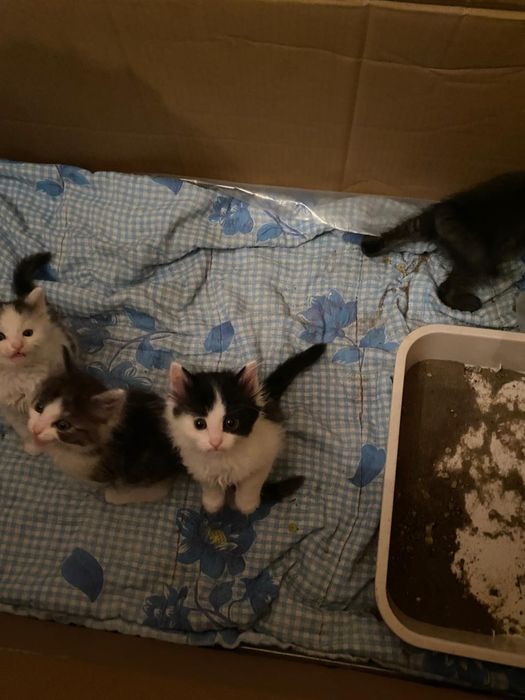 Котята в добрые руки, бесплатно