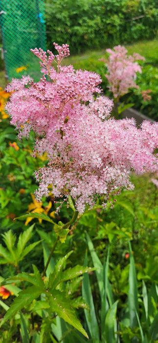 Продаётся дача. Срочно, торг.