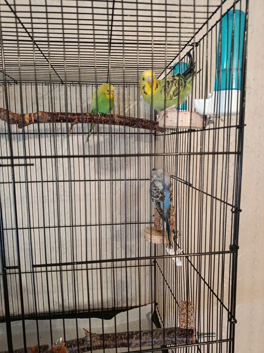 Клетка с попугаями
