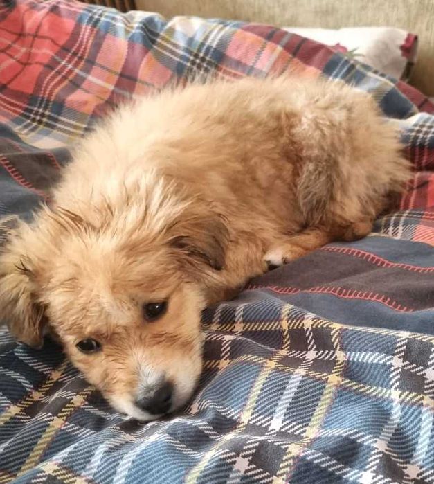 отдам щенка в хорошие руки