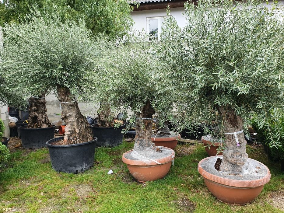 Maslini seculari grosi ( batrani )