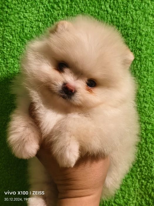 Очаровательные щенки шпица.