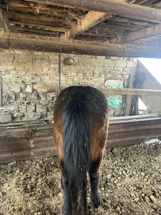 Продам лошадь с откорма