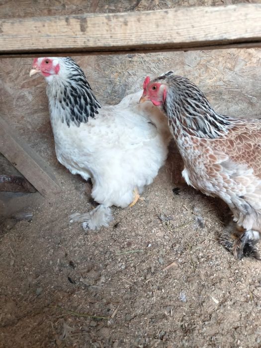 Продается куры брама