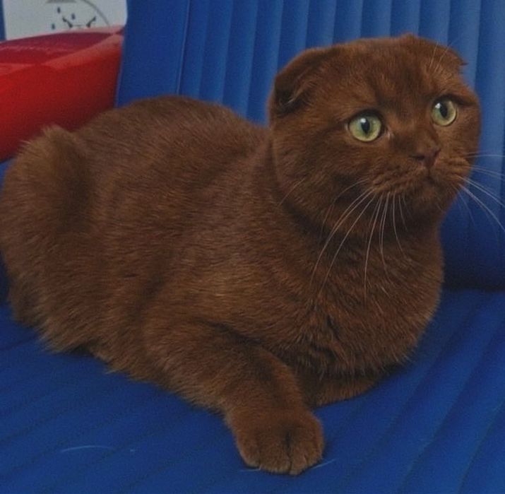 Скоттиш фолд мальчик шоколад