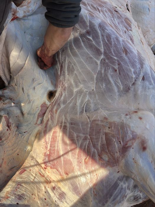 Вынужденный забой