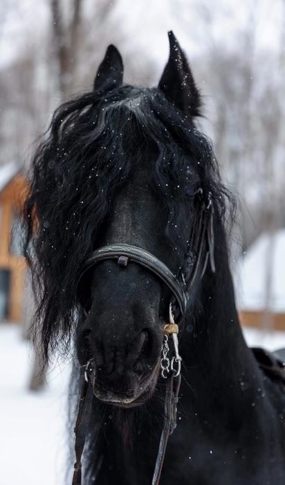 lecții de echitație