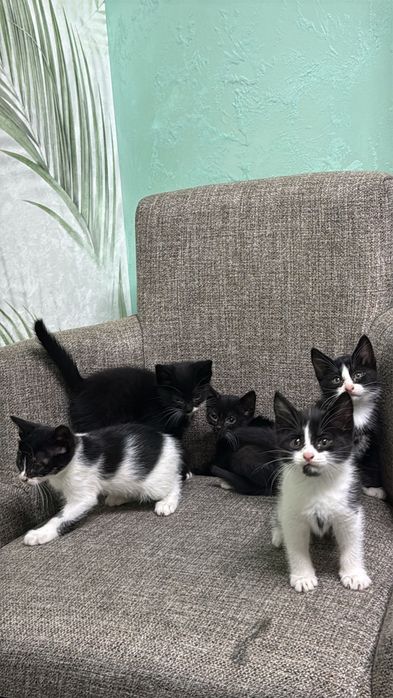 Отдадим котят бесплатно в добрые руки