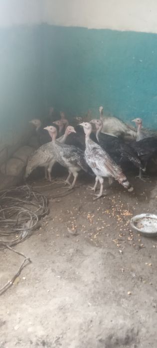 Kurkachalar sotiladi