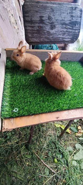 Iepuri rasa pitică cap de leu toy