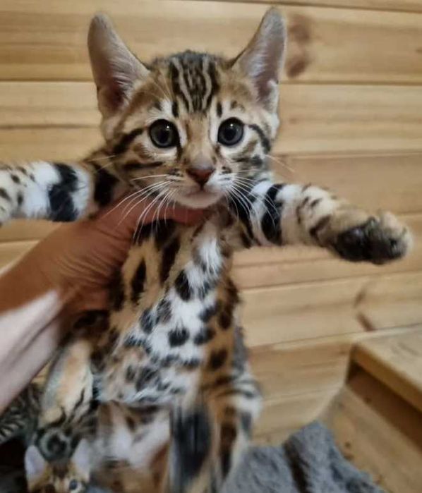 Бенгальские мини Леопарды