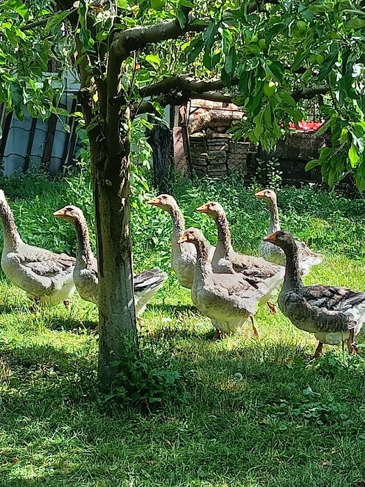 Gâște de vânzare