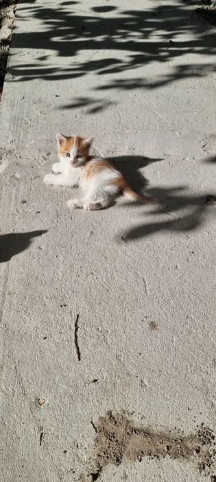 Кошки каму нужна