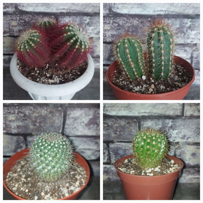 Продам кактусы разные