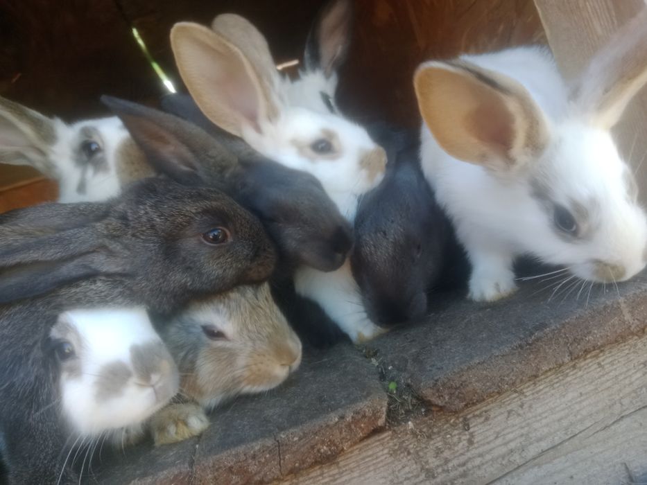 Продам живых крольчат .