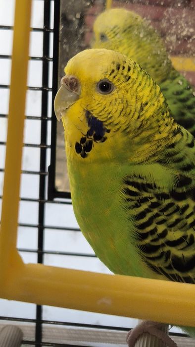 Perusi pereche cu colivie