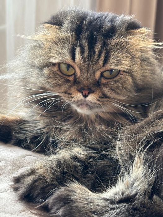 Отдам кошечку в добрые руки