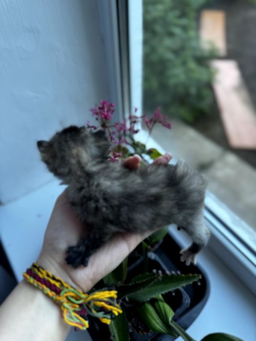 Котята ищут семью