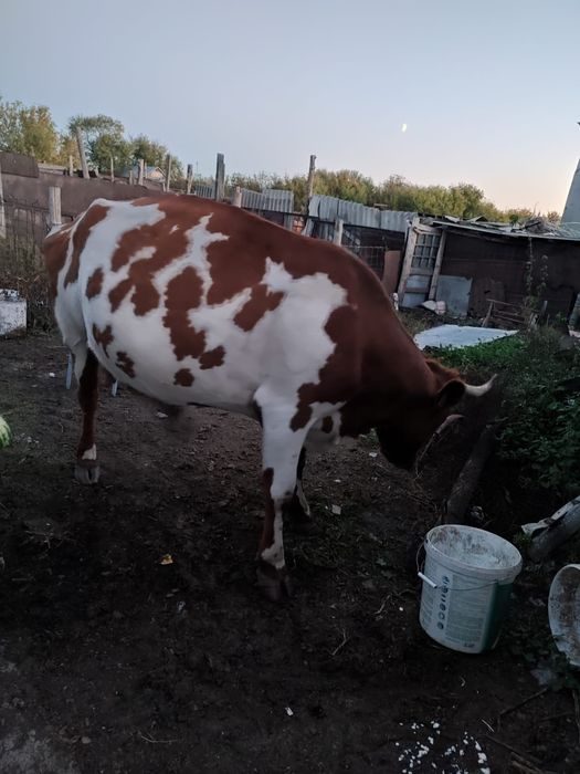 Продам коров дойные