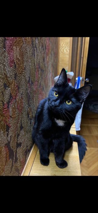 Отдаю кошек в хороше руки