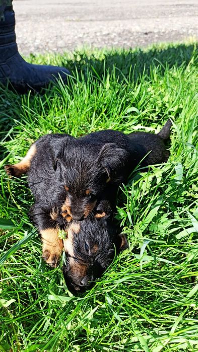 Продам щенков ягтерьера